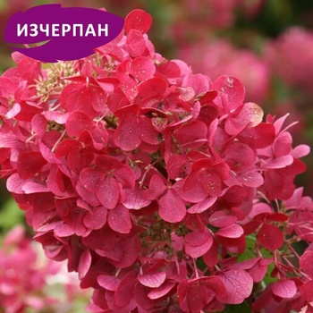 Image 1 of Хортензия Diamond Rouge®