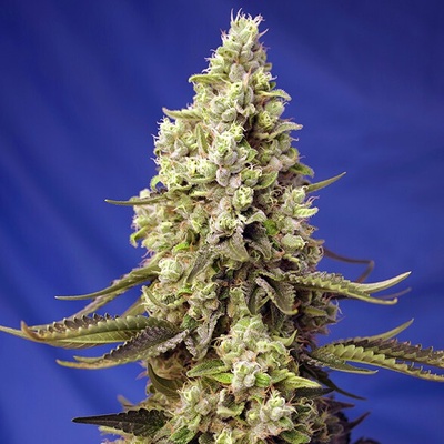 Sweet Seeds Runtz XL Auto semienka neobsahujú THC 100 ks