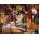SunsOut - Puzzle Library Kittens 1000 - 1 000 piese