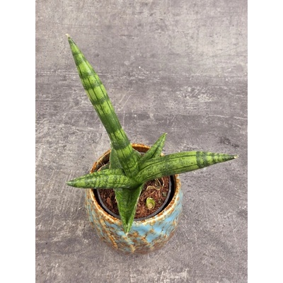 Sansevieria Cylindrica hvězda mini