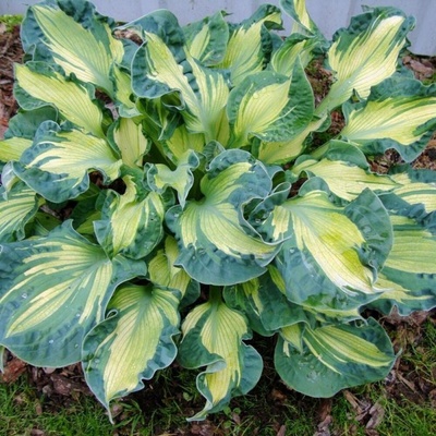 Hosta GOLDEN MEADOWS - bohyška, funkie