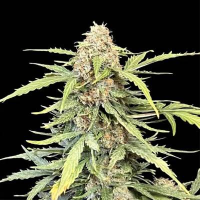 Ganja Farmer Amnesia Haze Auto semienka neobsahujú THC 5 ks