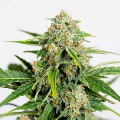 Humboldt Seed Organization Amnesia CBD Pure Auto semienka neobsahujú THC 10 ks