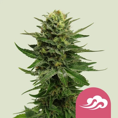 Royal Queen Seeds Blue Mystic semena neobsahují THC 10 ks