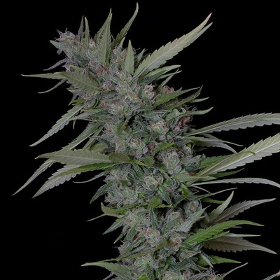 Big Head Seeds Bruce Banner #3 semena neobsahují THC 10 ks