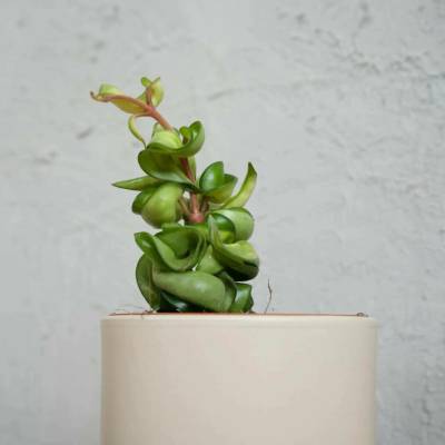 Hoya compacta Mauna Loa