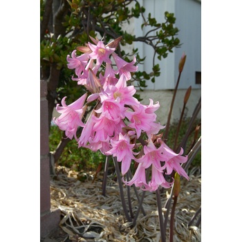 Amarylis belladonna 'Pink' 1 ks