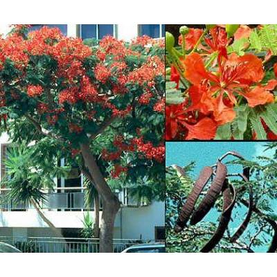 Delonix královská -Delonix regia/5 SEMEN/