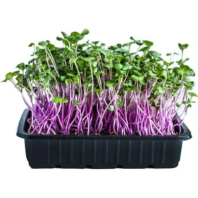 Toraf Microgreens semínka na klíčky Ředkvička China Rose 20 g