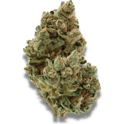 Growers Choice Frosty Gelato AUTO semena neobsahují THC 5 ks