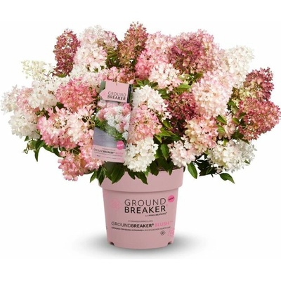 Hortenzia metlinatá Groundbreaker Blush, výška 20 cm, kvetináč 14 cm