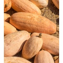 BIO Tekvica Pink Jumbo Banana - Cucurbita maxima - bio semená tekvice - 5 ks