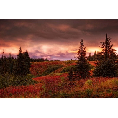 DIMEX ART Флизелинов фототапет аляскински секвои 375 x 250 см