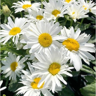 Leucanthemum max. 'Madonna' Velikost hrnku: 10,5cm
