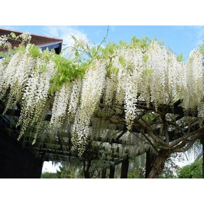 Vistéria kvetnatá Longissima Alba 150-200cm, kont. 3 l