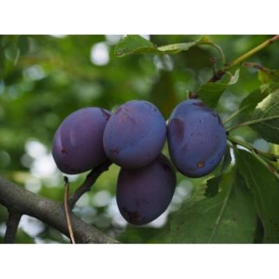Slivka domáca (Prunus domestica) ´HAGANTA´ - neskorá, výška 150-180 cm, voľnokorenná