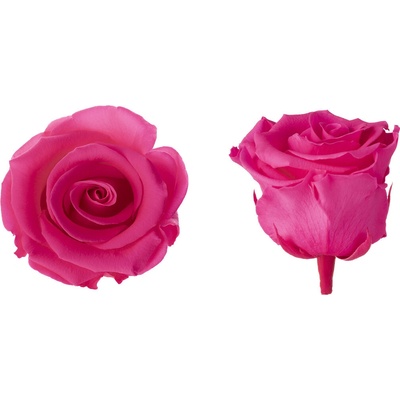 Hlavy růží - standard 6 ks Bright pink - zářivě růžová