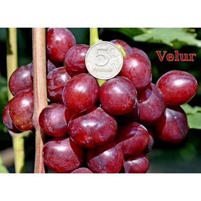 Vinič Velur s výraznou muškátovou arómou vrúbľovaná sadenica