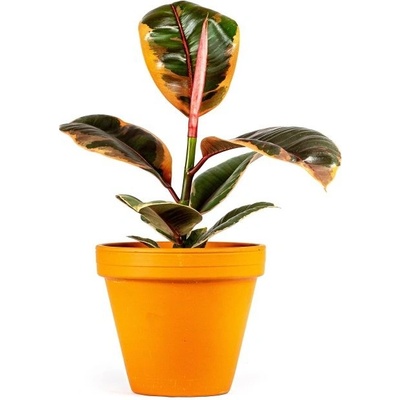 Gardners Ficus elastica Belize, průměr 12 cm Fíkovník pryžodárný, Fíkovník, Gumovník