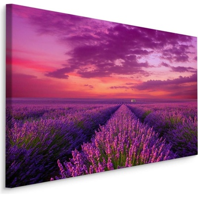 Plátno Levandulové Kvetoucí Pole V Provence Varianta: 100x70