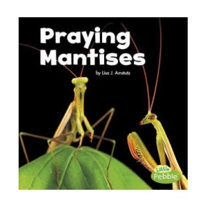Praying Mantises | Lisa J. Amstutz (ISBN: 9781515778387)
