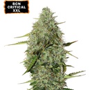 Semená konope Seedstockers BCN Critical XXL semena neobsahují THC 3 ks