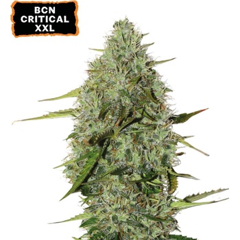 Seedstockers BCN Critical XXL semena neobsahují THC 3 ks