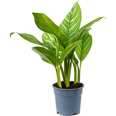 Aglaonema stripes 17x65 cm