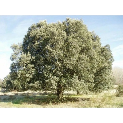 Dub cezmínový, výška 90-120 cm, kvetináč 10 l
