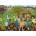 Ravensburger - Puzzle The Allotment - 1 000 piese