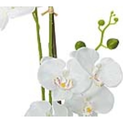 Orchidej s bílými květy, 80 cm