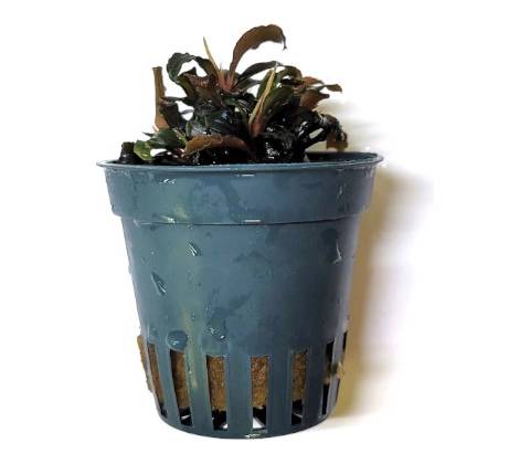 Bucephalandra Red Mini