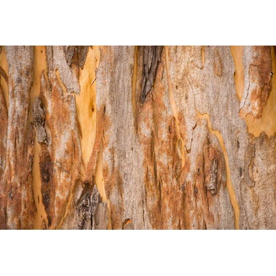 DIMEX ART Флизелинов фототапет текстура на евкалипт 375 x 250 см