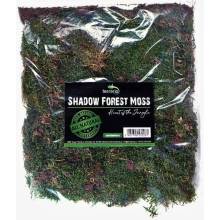 Terrario Shadow Forest Moss 35x30 cm