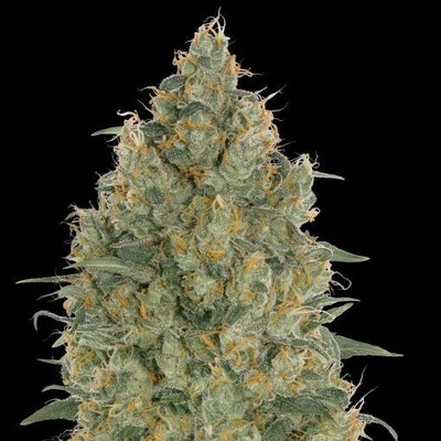 Advanced Seeds Strawberry Gum semena neobsahují THC 1 ks