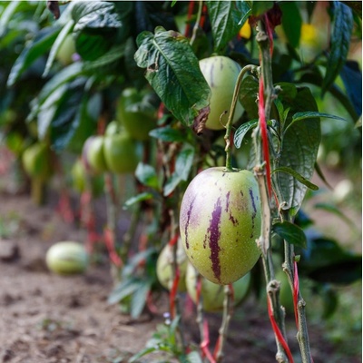 Pepino gold - Solanum muricatum - semena - 5 ks