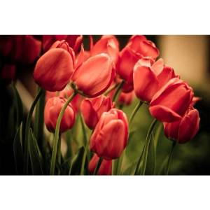 DIMEX ART Флизелинов фототапет червени лалета 375 x 250 см