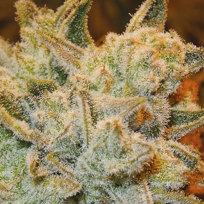 Anesia Seeds White Runtz semienka neobsahujú THC 3 ks