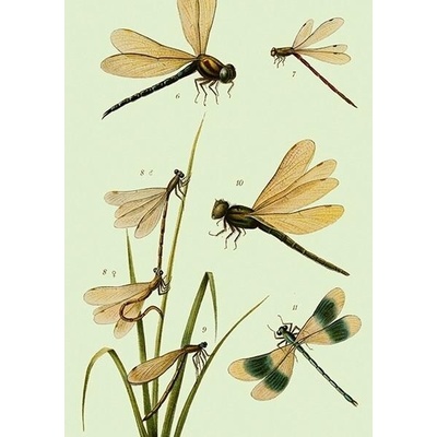 Přání Dragonflies