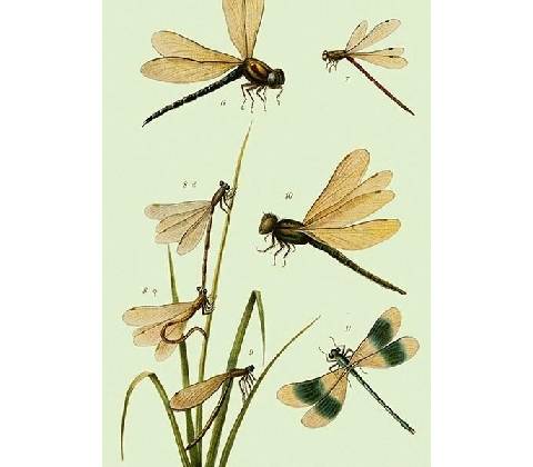 Přání Dragonflies