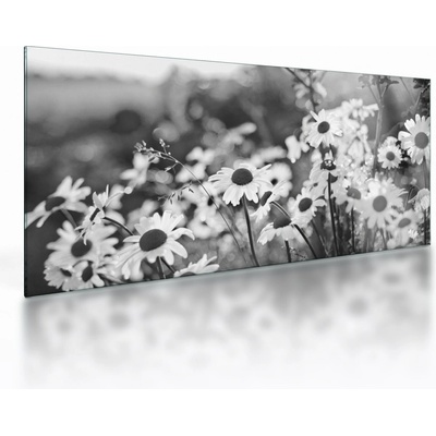 Sklenený obraz - Kopretiny, jednodielne 100x50 cm na skle