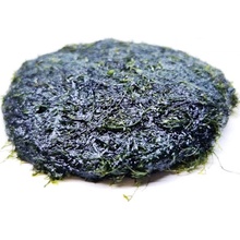 Fissidens fontanus - Phoenix moss