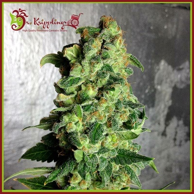 Dr. Krippling Seeds Super Skunk AUTO semena neobsahují THC 5 ks