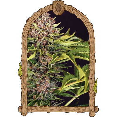 Exotic Seed ZZZ Auto semena neobsahují THC 3 ks