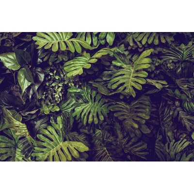 DIMEX ART Флизелинов фототапет листа от монстера 375 x 250 см