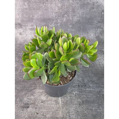 Crassula Ovata Sunset 17 cm