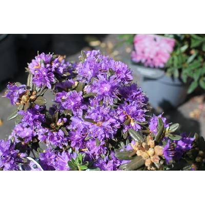 rhododendron impeditum - Heureka.cz