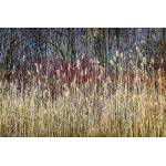 DIMEX ART Флизелинов фототапет зимна тръстика 375 x 250 см