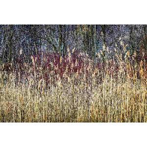 DIMEX ART Флизелинов фототапет зимна тръстика 375 x 250 см