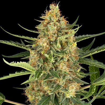 Sensi Seeds Research Blueberry Bubblegum Automatic semienka neobsahujú THC 10 ks